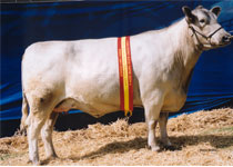Karawi Hill murrary grey stud