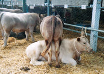 Karawi Hill murrary grey stud