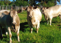 Karawi Hill murrary grey stud