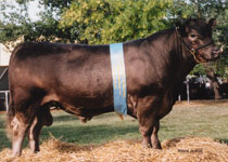 Karawi Hill murrary grey stud