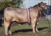 Karawi Hill murrary grey stud