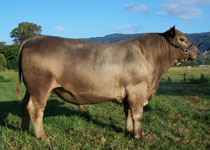 Karawi Hill murrary grey stud