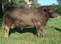 Karawi Hill murrary grey stud