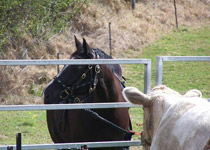 Moo the stock horse