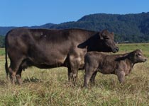 Karawi Hill murrary grey stud