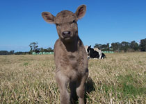 Karawi Hill murrary grey stud