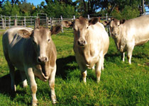 Karawi Hill murrary grey stud
