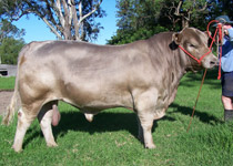 Karawi Hill murrary grey stud